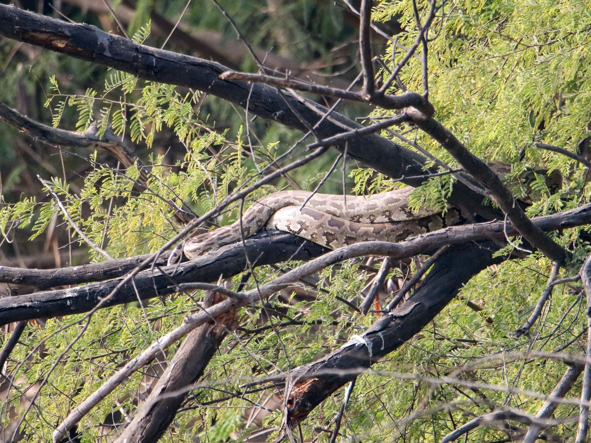 Wildbuzz | Serpent’s worship of Sun&nbsp;God