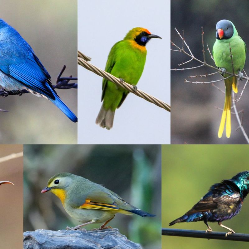 When Nature Plays Holi: A Birder’s&nbsp;Palette