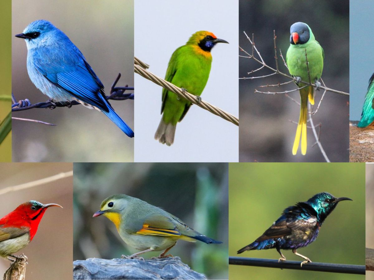 When Nature Plays Holi: A Birder’s&nbsp;Palette