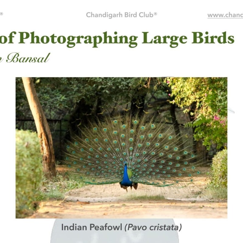 The Joy of Photographing Large&nbsp;Birds