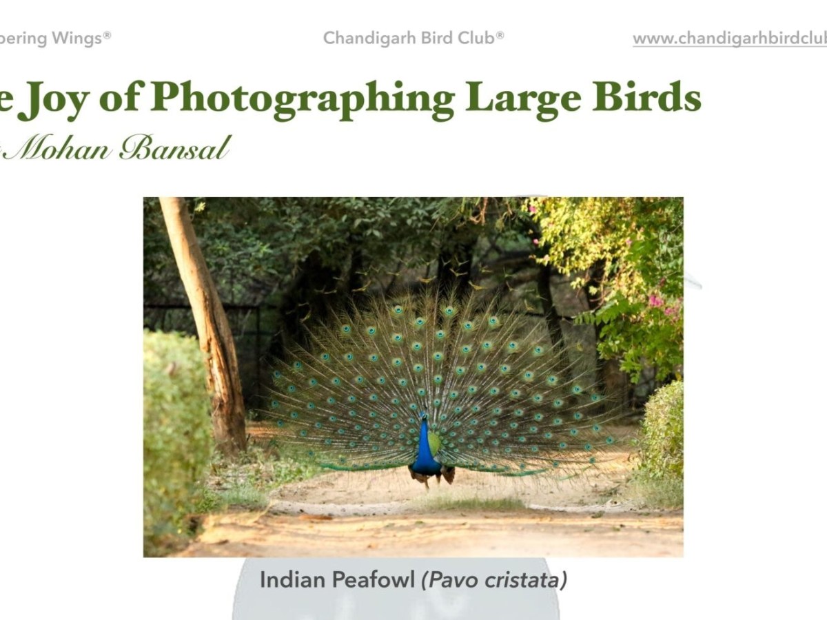 The Joy of Photographing Large&nbsp;Birds